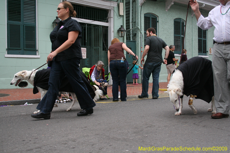 2009-Mystic-Krewe-of-Barkus-Mardi-Gras-French-Quarter-New-Orleans-Dog-Parade-0939