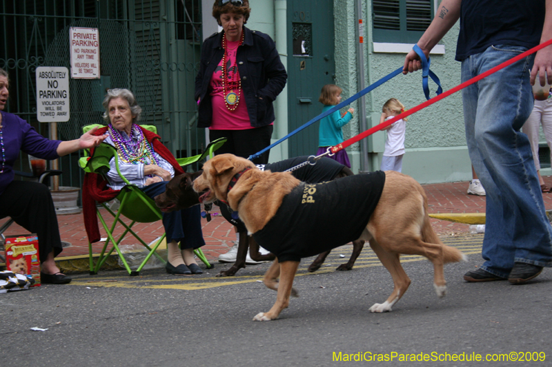 2009-Mystic-Krewe-of-Barkus-Mardi-Gras-French-Quarter-New-Orleans-Dog-Parade-0940