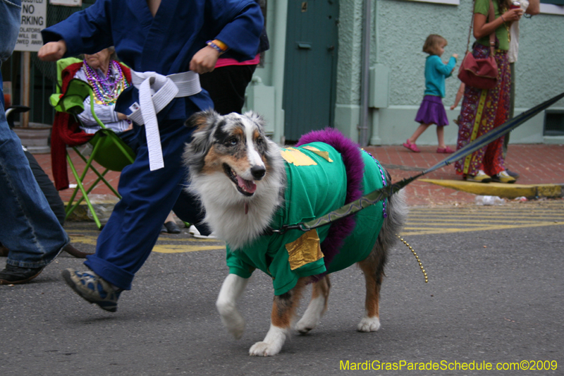 2009-Mystic-Krewe-of-Barkus-Mardi-Gras-French-Quarter-New-Orleans-Dog-Parade-0946