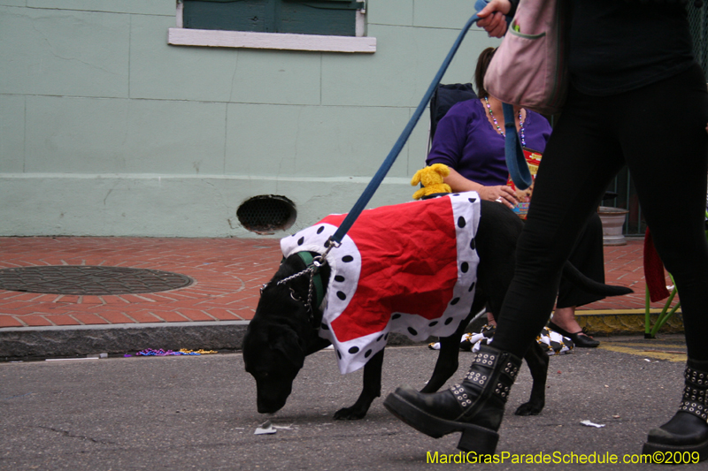 2009-Mystic-Krewe-of-Barkus-Mardi-Gras-French-Quarter-New-Orleans-Dog-Parade-0947