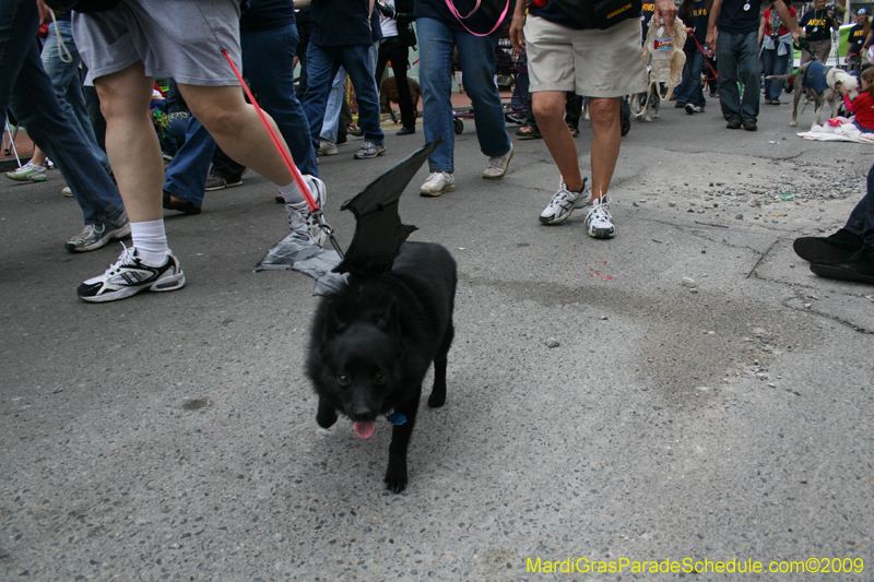 2009-Mystic-Krewe-of-Barkus-Mardi-Gras-French-Quarter-New-Orleans-Dog-Parade-0954