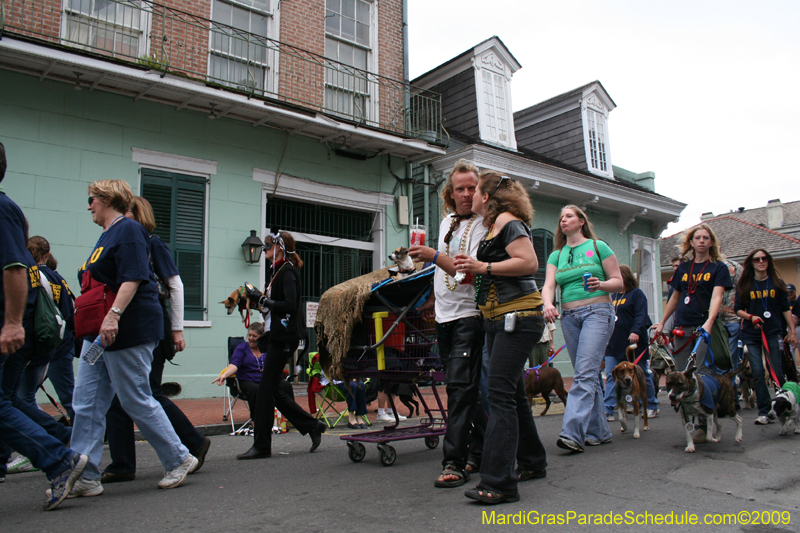 2009-Mystic-Krewe-of-Barkus-Mardi-Gras-French-Quarter-New-Orleans-Dog-Parade-0955