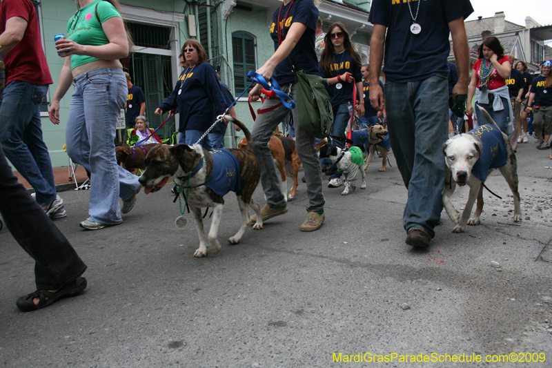 2009-Mystic-Krewe-of-Barkus-Mardi-Gras-French-Quarter-New-Orleans-Dog-Parade-0956