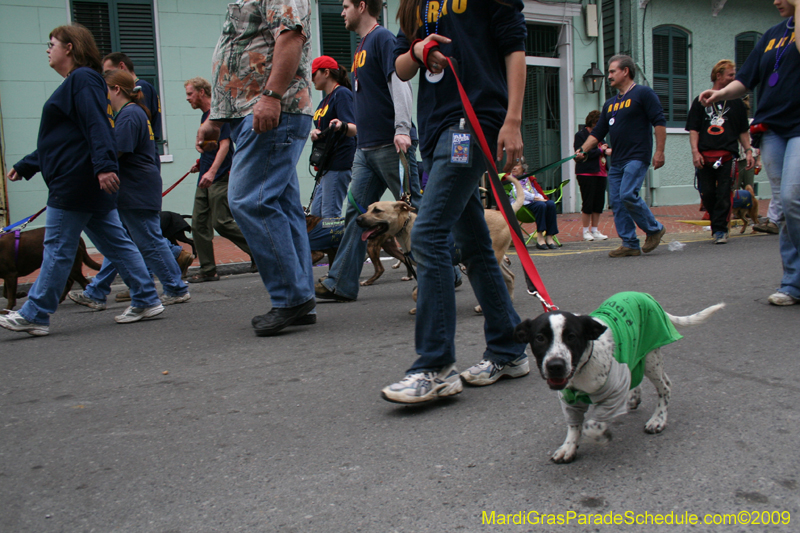 2009-Mystic-Krewe-of-Barkus-Mardi-Gras-French-Quarter-New-Orleans-Dog-Parade-0958