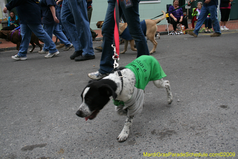 2009-Mystic-Krewe-of-Barkus-Mardi-Gras-French-Quarter-New-Orleans-Dog-Parade-0959