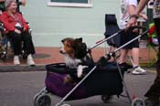 2009-Mystic-Krewe-of-Barkus-Mardi-Gras-French-Quarter-New-Orleans-Dog-Parade-0656