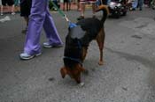 2009-Mystic-Krewe-of-Barkus-Mardi-Gras-French-Quarter-New-Orleans-Dog-Parade-0686