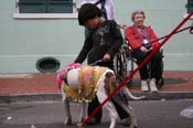 2009-Mystic-Krewe-of-Barkus-Mardi-Gras-French-Quarter-New-Orleans-Dog-Parade-0693