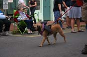 2009-Mystic-Krewe-of-Barkus-Mardi-Gras-French-Quarter-New-Orleans-Dog-Parade-0695