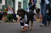 2009-Mystic-Krewe-of-Barkus-Mardi-Gras-French-Quarter-New-Orleans-Dog-Parade-0698