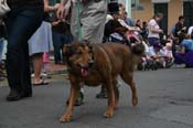 2009-Mystic-Krewe-of-Barkus-Mardi-Gras-French-Quarter-New-Orleans-Dog-Parade-0705