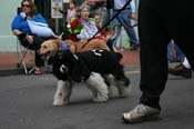 2009-Mystic-Krewe-of-Barkus-Mardi-Gras-French-Quarter-New-Orleans-Dog-Parade-0706