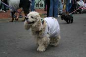 2009-Mystic-Krewe-of-Barkus-Mardi-Gras-French-Quarter-New-Orleans-Dog-Parade-0707