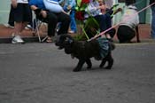 2009-Mystic-Krewe-of-Barkus-Mardi-Gras-French-Quarter-New-Orleans-Dog-Parade-0708