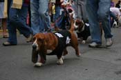 2009-Mystic-Krewe-of-Barkus-Mardi-Gras-French-Quarter-New-Orleans-Dog-Parade-0709