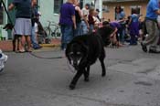 2009-Mystic-Krewe-of-Barkus-Mardi-Gras-French-Quarter-New-Orleans-Dog-Parade-0711