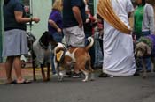 2009-Mystic-Krewe-of-Barkus-Mardi-Gras-French-Quarter-New-Orleans-Dog-Parade-0713