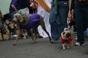 2009-Mystic-Krewe-of-Barkus-Mardi-Gras-French-Quarter-New-Orleans-Dog-Parade-0714