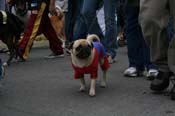 2009-Mystic-Krewe-of-Barkus-Mardi-Gras-French-Quarter-New-Orleans-Dog-Parade-0715