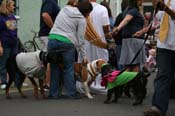 2009-Mystic-Krewe-of-Barkus-Mardi-Gras-French-Quarter-New-Orleans-Dog-Parade-0718