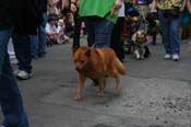 2009-Mystic-Krewe-of-Barkus-Mardi-Gras-French-Quarter-New-Orleans-Dog-Parade-0720