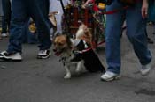 2009-Mystic-Krewe-of-Barkus-Mardi-Gras-French-Quarter-New-Orleans-Dog-Parade-0721