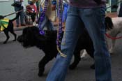 2009-Mystic-Krewe-of-Barkus-Mardi-Gras-French-Quarter-New-Orleans-Dog-Parade-0722