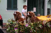 2009-Mystic-Krewe-of-Barkus-Mardi-Gras-French-Quarter-New-Orleans-Dog-Parade-0723