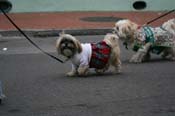 2009-Mystic-Krewe-of-Barkus-Mardi-Gras-French-Quarter-New-Orleans-Dog-Parade-0726