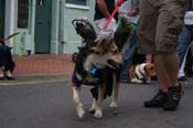 2009-Mystic-Krewe-of-Barkus-Mardi-Gras-French-Quarter-New-Orleans-Dog-Parade-0727