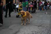 2009-Mystic-Krewe-of-Barkus-Mardi-Gras-French-Quarter-New-Orleans-Dog-Parade-0728