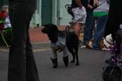 2009-Mystic-Krewe-of-Barkus-Mardi-Gras-French-Quarter-New-Orleans-Dog-Parade-0731