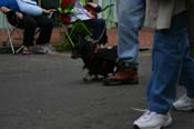 2009-Mystic-Krewe-of-Barkus-Mardi-Gras-French-Quarter-New-Orleans-Dog-Parade-0732