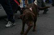 2009-Mystic-Krewe-of-Barkus-Mardi-Gras-French-Quarter-New-Orleans-Dog-Parade-0738