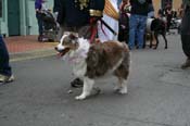 2009-Mystic-Krewe-of-Barkus-Mardi-Gras-French-Quarter-New-Orleans-Dog-Parade-0740