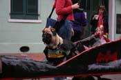 2009-Mystic-Krewe-of-Barkus-Mardi-Gras-French-Quarter-New-Orleans-Dog-Parade-0743