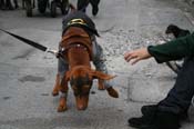 2009-Mystic-Krewe-of-Barkus-Mardi-Gras-French-Quarter-New-Orleans-Dog-Parade-0746