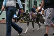 2009-Mystic-Krewe-of-Barkus-Mardi-Gras-French-Quarter-New-Orleans-Dog-Parade-0748