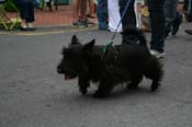 2009-Mystic-Krewe-of-Barkus-Mardi-Gras-French-Quarter-New-Orleans-Dog-Parade-0749