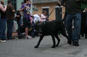 2009-Mystic-Krewe-of-Barkus-Mardi-Gras-French-Quarter-New-Orleans-Dog-Parade-0754