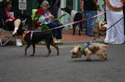 2009-Mystic-Krewe-of-Barkus-Mardi-Gras-French-Quarter-New-Orleans-Dog-Parade-0761