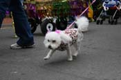 2009-Mystic-Krewe-of-Barkus-Mardi-Gras-French-Quarter-New-Orleans-Dog-Parade-0762