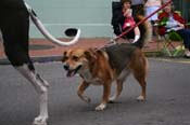 2009-Mystic-Krewe-of-Barkus-Mardi-Gras-French-Quarter-New-Orleans-Dog-Parade-0766