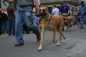 2009-Mystic-Krewe-of-Barkus-Mardi-Gras-French-Quarter-New-Orleans-Dog-Parade-0767