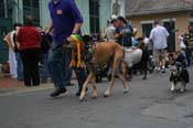 2009-Mystic-Krewe-of-Barkus-Mardi-Gras-French-Quarter-New-Orleans-Dog-Parade-0768