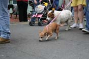 2009-Mystic-Krewe-of-Barkus-Mardi-Gras-French-Quarter-New-Orleans-Dog-Parade-0772