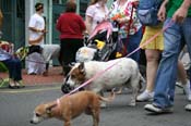 2009-Mystic-Krewe-of-Barkus-Mardi-Gras-French-Quarter-New-Orleans-Dog-Parade-0773