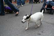 2009-Mystic-Krewe-of-Barkus-Mardi-Gras-French-Quarter-New-Orleans-Dog-Parade-0775