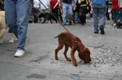 2009-Mystic-Krewe-of-Barkus-Mardi-Gras-French-Quarter-New-Orleans-Dog-Parade-0777