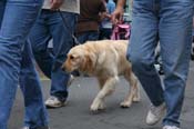 2009-Mystic-Krewe-of-Barkus-Mardi-Gras-French-Quarter-New-Orleans-Dog-Parade-0778